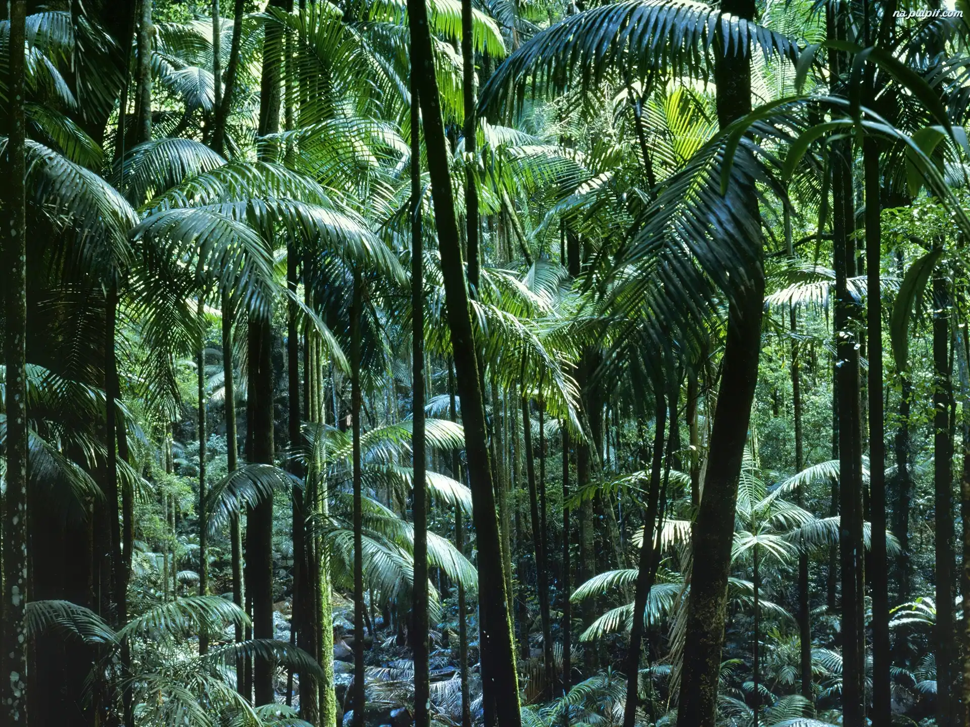 Australia, Las, Tropikalny